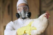 bird flu factory farming pandemic