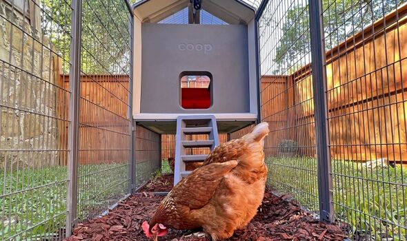 chicken coop albert eggstein