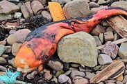 experts stumped strange orange beast wash up scotland