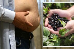 weight loss blackcurrant extract