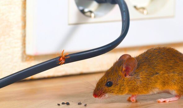 how to keep mice away from home