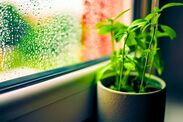 Mould condensation how to prevent houseplants 