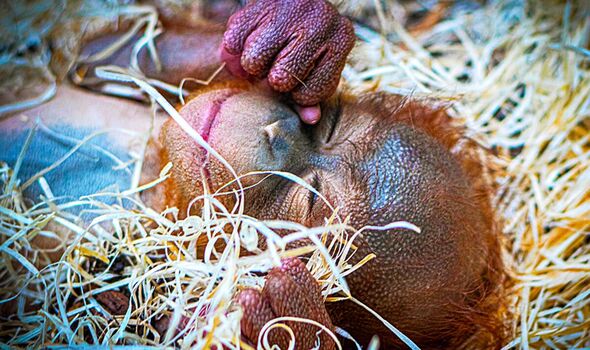 Jarang the baby orangutan